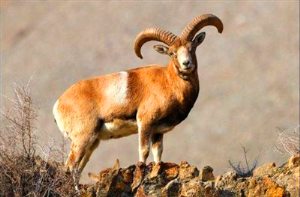 منطقه انگوران سرشار از روح سبز طبیعت