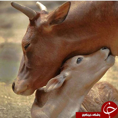 وقتی حیوانات احساساتی می&zwnj;شوند
