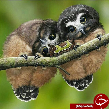 وقتی حیوانات احساساتی می&zwnj;شوند