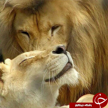 وقتی حیوانات احساساتی می&zwnj;شوند