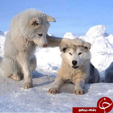 وقتی حیوانات احساساتی می&zwnj;شوند