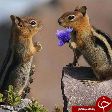 وقتی حیوانات احساساتی می&zwnj;شوند