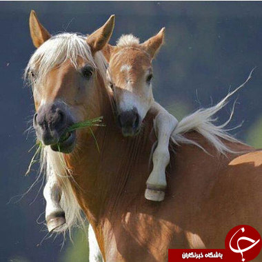 وقتی حیوانات احساساتی می&zwnj;شوند
