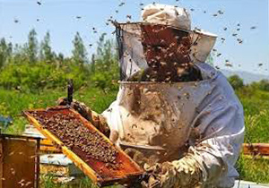 پایش بیماری های میکروبی در زنبورستان های استان اصفهان