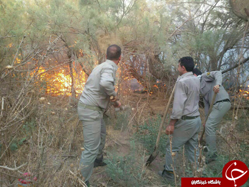 ️آتش سوزی گسترده جنگل های حاشیه کرخه +عکس