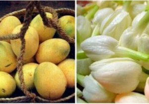 برگزاری جشنواره شکرگزاری انبه و یاسمین گل در میناب