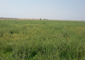 مزارع رودبار رنگ حنا گرفت
