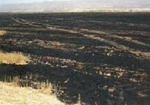 آتش سوزی در مزارع گندم خلیفان