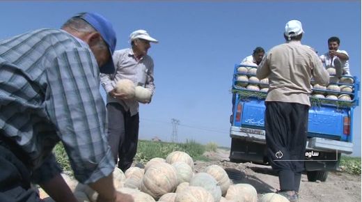 آغاز برداشت طالبی در ساوه
