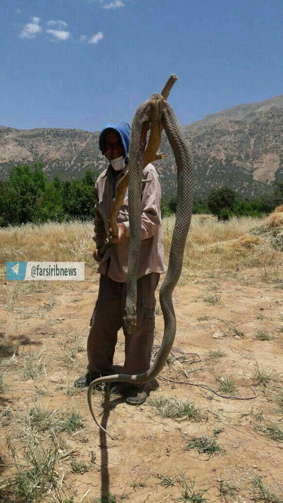 افعی 3 متری قاتل جان گوسفندان + عکس