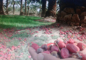 خسارت 60میلیاردی گرما به محصول خرما
