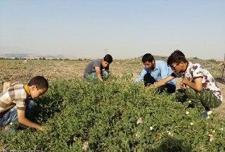 برداشت هندوانه کوهی در پلدشت