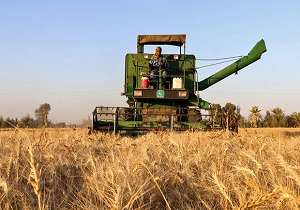برداشت  18 هزار تن جودر آبیک