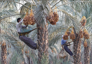 آغاز برداشت رطب در بستک