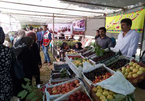 برگزاری نخستین جشنواره کشوری گیلاس در اشنویه