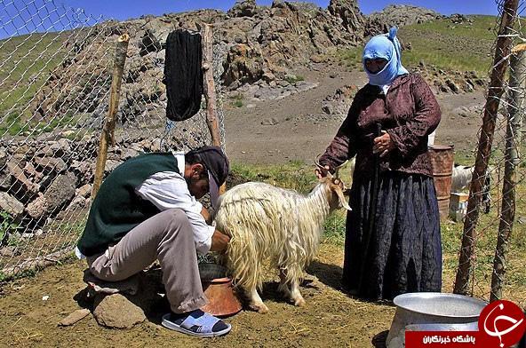 عکس هایی که بوی زندگی می دهد (قسمت سی و یکم )