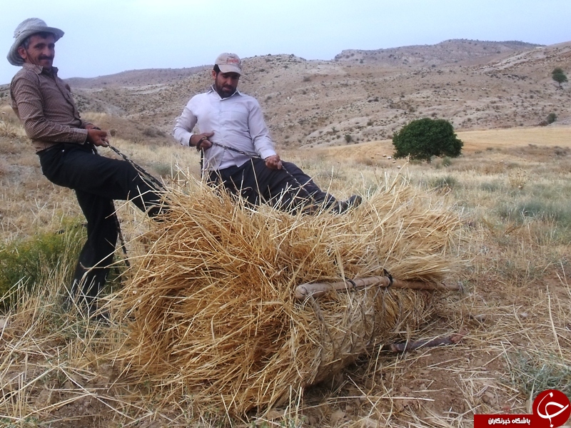 عکس هایی که بوی زندگی می دهد (قسمت سی و یکم )