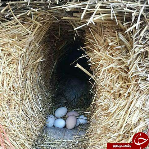 عکس هایی که بوی زندگی می دهد (قسمت سی و یکم )