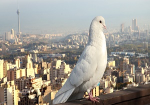 پرندگان در شهرها خشمگین&zwnj;تر هستند