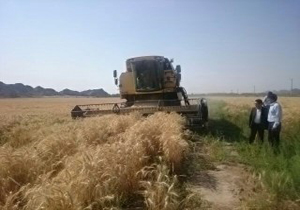 برداشت 3هزار تن گندم در نرماشیر