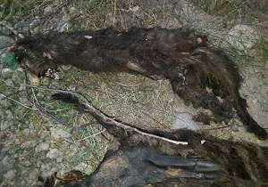حیوانات حلق آویز شده در مشگین شهر از خانواده سگ سانان