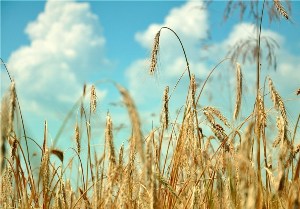 پایان خرید محصول گندم در خوزستان