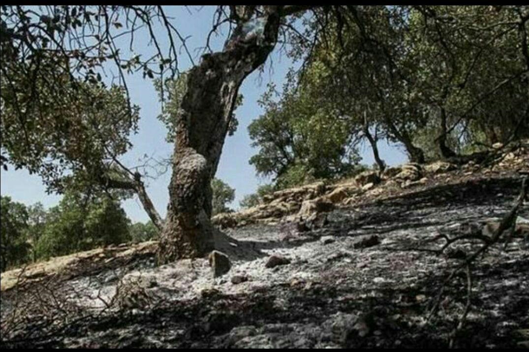 آتش&zwnj;سوزی در مراتع وجنگلهای کوهدشت