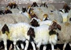 کشف 44 راس احشام فاقد مجوز در تاکستان