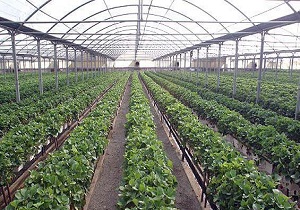 ابلاغ مصوبه حمایت از توسعه کشت های گلخانه ای