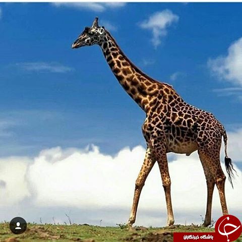 تصاویر منتخب نشنال جئوگرافیک