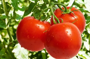درآمد میلیاردی برداشت گوجه فرنگی