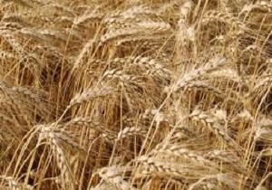 استان اردبیل رکورد دار خرید گندم