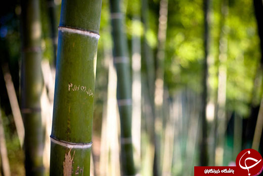 تصاویر سحرانگیز و زیبا از جنگل&zwnj;های بامبو