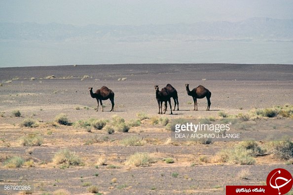 همه آنچه درباره 
