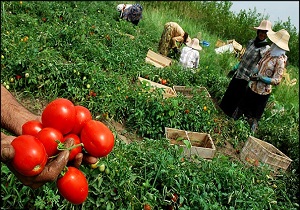 اختصاص بیش از هزار هکتار به کشت صیفی جات در بیله سوار