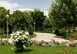 افزایش سرانه فضای سبز شیراز
