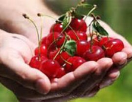 آلبالو یک مسکن طبیعی
