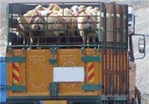 کشف 100 راس دام فاقد مجوز
