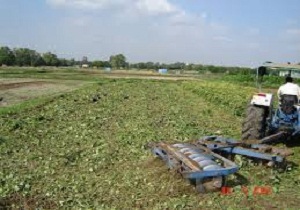 کشت کود سبز در آبیک