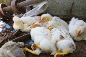 آنفلوآنزا در کمین مرغداران سراوان