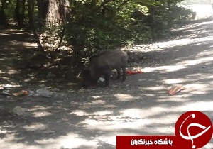 شهروندخبرنگار:زباله&zwnj;دانی به وسعت جنگل گلستان + فیلم