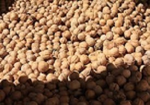 تولید بیش از 13هزارتن گردو در استان کرمانشاه