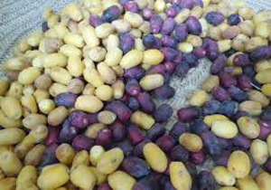 برداشت زودهنگام خرما در قصرقند