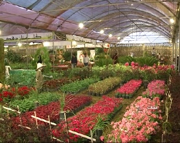 افزایش 70 درصدی صادرات گل و سنگ محلات