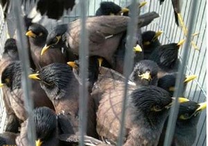 کشف محموله مرغ مینای قاچاق در خراسان جنوبی
