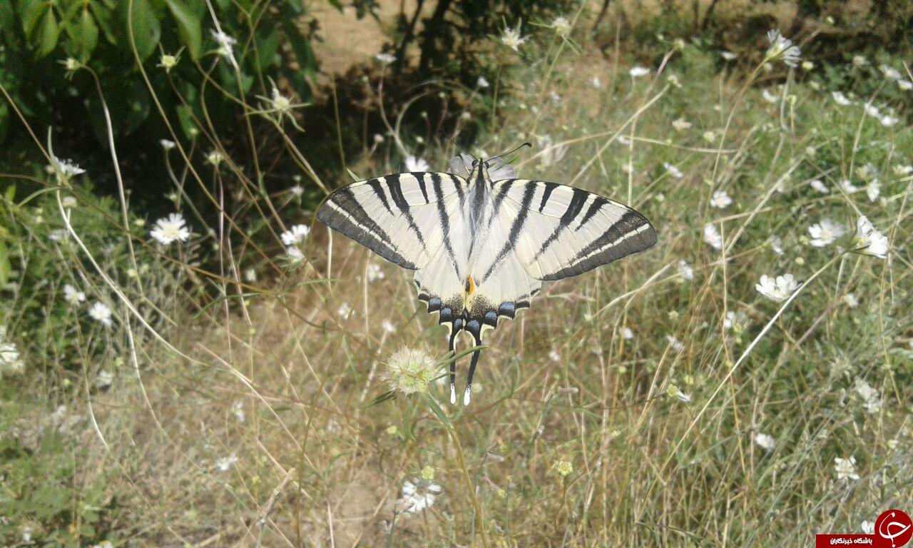 طبیعت زیبا روستای خاکو + تصاویر