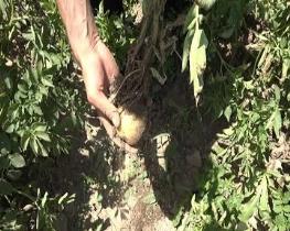 به بار آمدن گوجه فرنگی در ساقه سیب زمینی در بوکان
