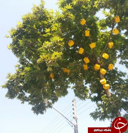 شهرداری و ساخت مسکن مهر برای پرندگان+ تصاویر