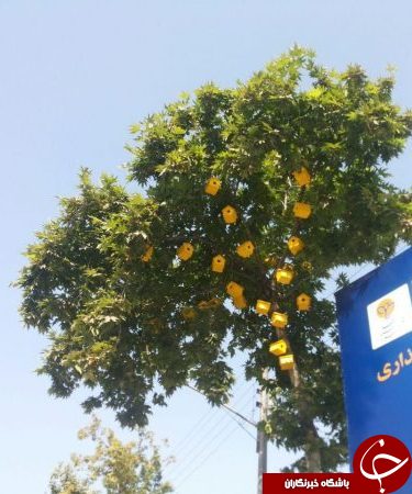 شهرداری و ساخت مسکن مهر برای پرندگان+ تصاویر