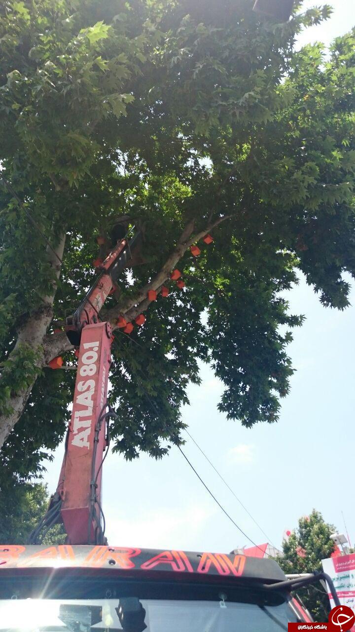 شهرداری و ساخت مسکن مهر برای پرندگان+ تصاویر